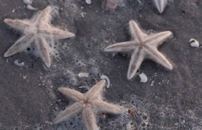 "Grep" - 800m from the sea - Foto 14