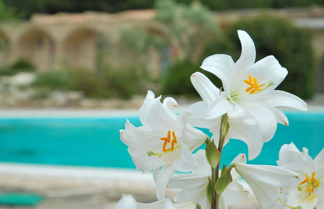 Masseria Relais Santa Teresa - Foto 35