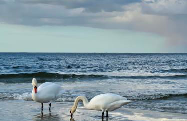 Kleine FeWo in Heringsdorf auf der Insel Usedom - Photo 1