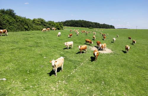 Wo sich Kuh, Fuchs und Hase gute Nacht sagen - Foto 9