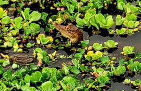 Pousada Marajoara- Hotel Fazenda-Turismo de Aventura - Photo 38