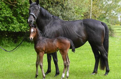 Appaloosa suite with amazing views of stud farm. - Foto 16