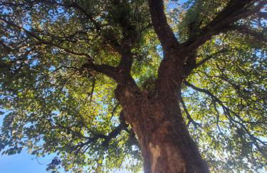 Gite espumante - Foto 8