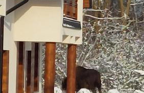 Apartamenty Pod Magnolią - Foto 9