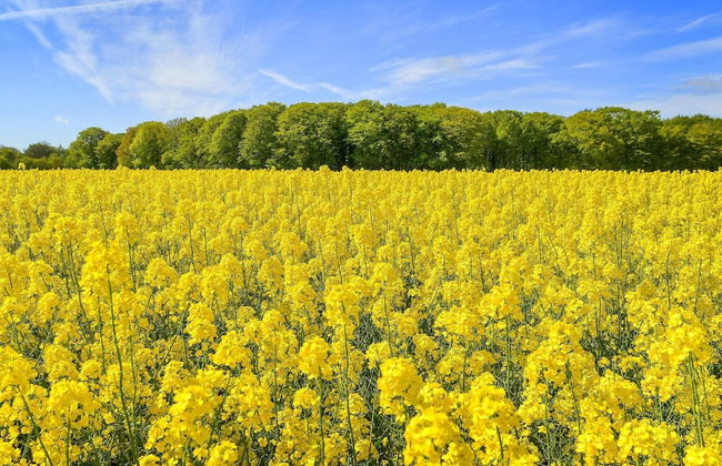 5 Star Holiday Home in Frederikshavn - Foto 23