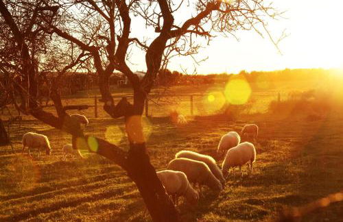 Son Jordi nou, beautiful villa near Alaro big swimming pool, BBQ mountain views 12people - Foto 47