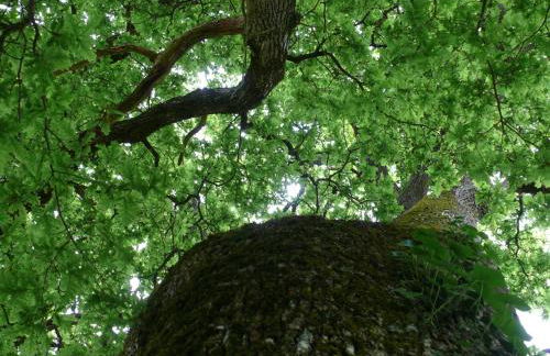 Gîtes à l'ombre des chênes - Foto 38