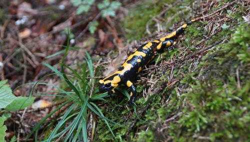 FEWO Geisbergblick - Foto 3