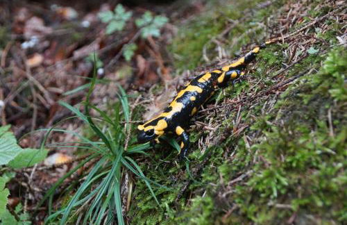 FEWO Geisbergblick - Foto 3