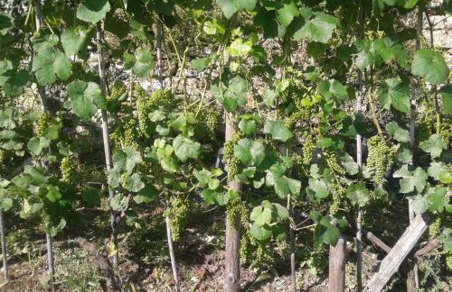 Agriturismo Caruggiu di via vecchia - Foto 33