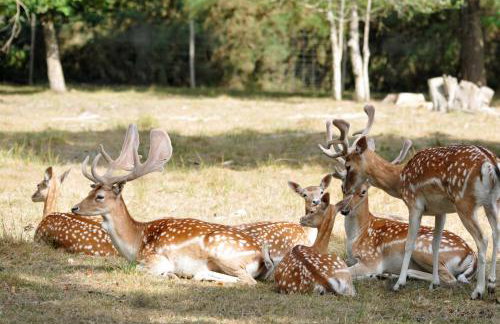 Apartman Djak - Foto 15