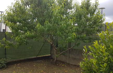 La choletaise - Foto 11