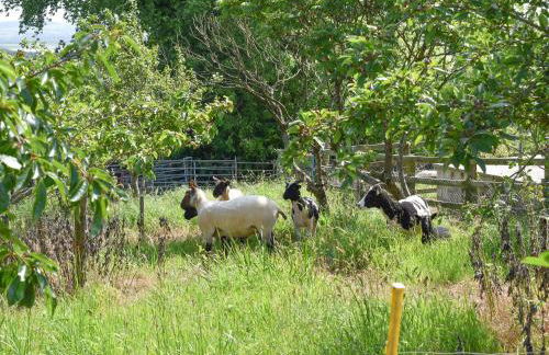 Haywain - Uk12084 - Foto 11