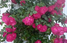 "Casa Oliveiras" studio avec terrasse et piscine - Foto 45