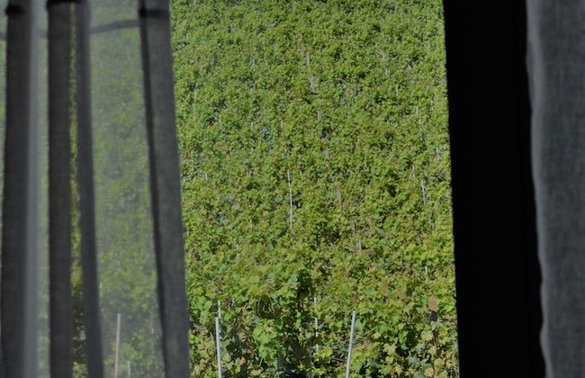 Agriturismo Vitae di Langa - Foto 15