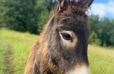 Rajski Zakątek - jeden domek na działce z gorącą balią i mini ZOO - Foto 80