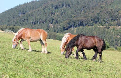 Ferienwohnung Emde - Foto 39