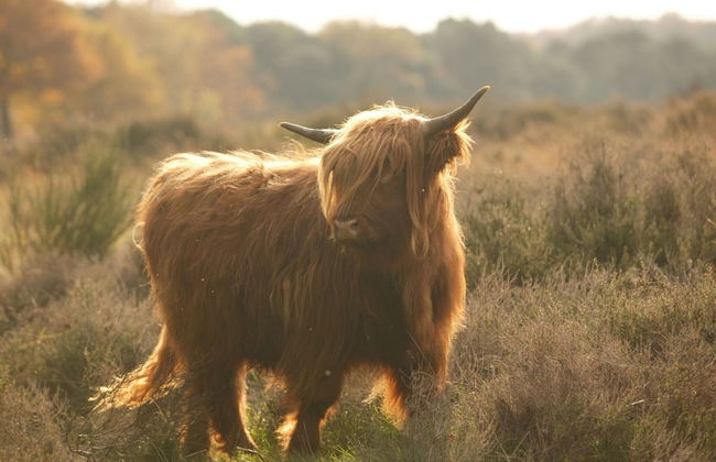 Holiday Home in Gelderland Near Nature Trails - Photo 19