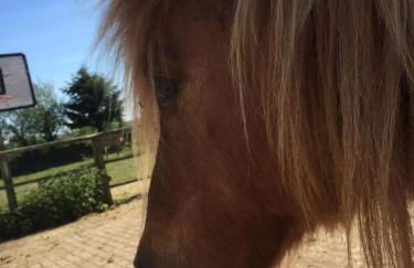 The Loft at Duffryn Mawr Self Catering Cottages - Photo 14