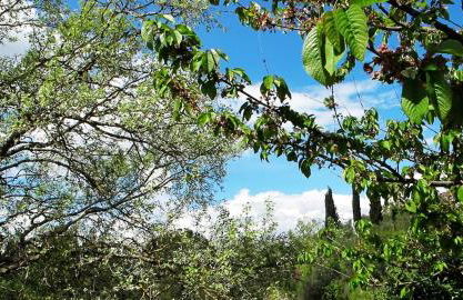 Villa Sofia 1714 - Foto 41