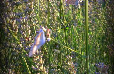 Agriturismo Borgovecchio - Foto 19