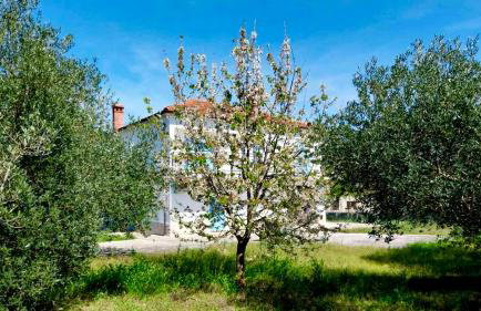 Galovac Nikos - Foto 12