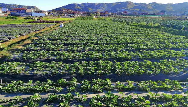 Piantagione di fragole a Baguio