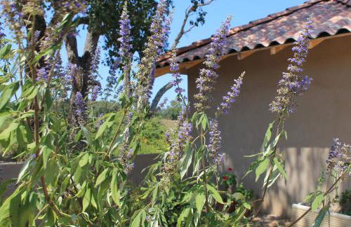 Casamea - T3 U Benestà - Foto 16