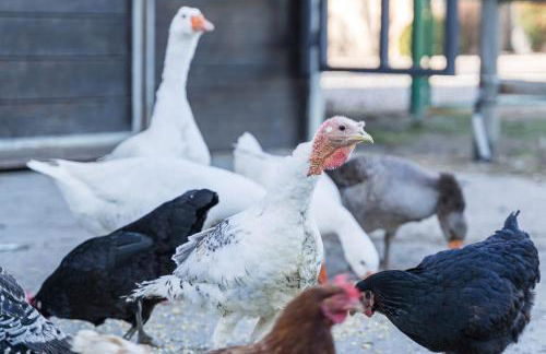 Agriturismo - La Campagna di San Francesco - Foto 16