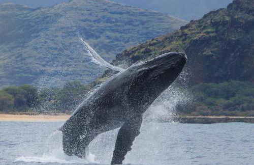 Kalo Homes - Makaha Valley Oasis - Foto 54