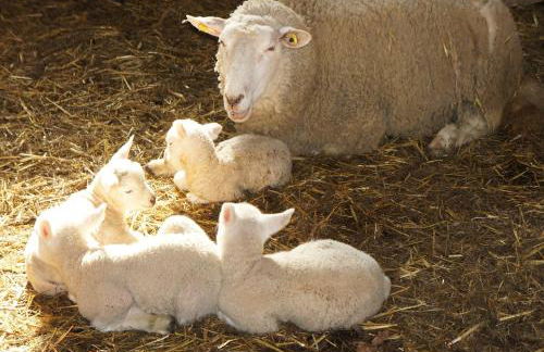 Ferienhof Schwienhorst - Foto 6
