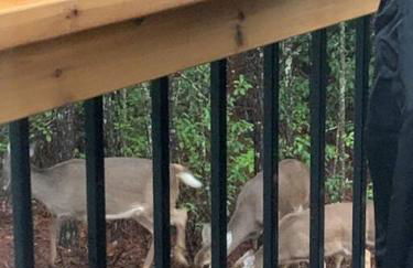 Walk to Helen Downtown-Gated Golf Resort - Foto 28