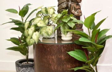 Bencomo Subset - Foto 22