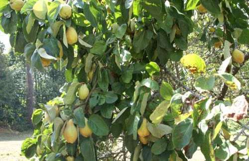 Labardamier Garden Home - Foto 28