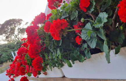 Finca Sa Cova de Mallorca - Foto 11