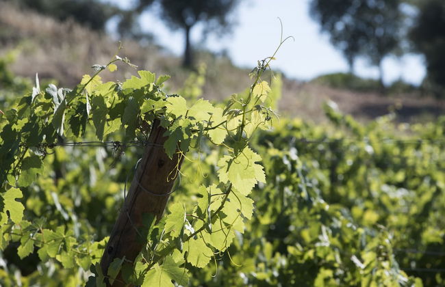 A Serenada Enoturismo - Foto 36