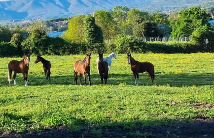 Agriturismo Pastorelli - Foto 37