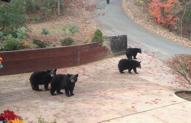 Alpine Ski Lodge - Foto 35