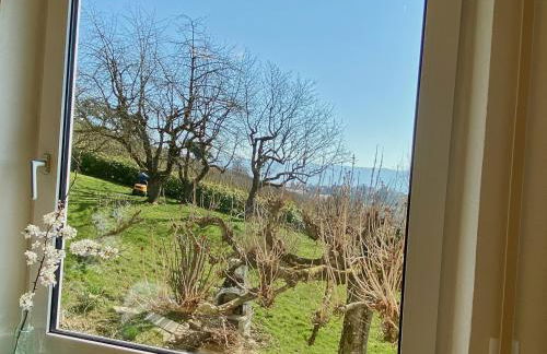 Ferienwohnung Weinberg-Idyll - Traumhafter Blick über Weinberge auf den Bodensee - Foto 16