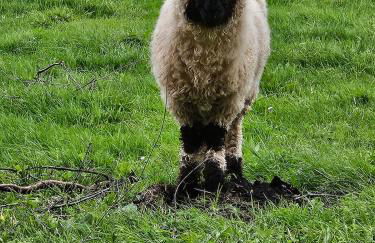 Orchard Cottage - Foto 55