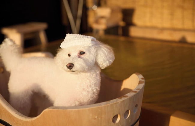 Solana Karuizawa Villa - Foto 12