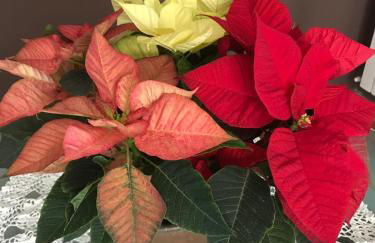 I TRE NOCI - Foto 41