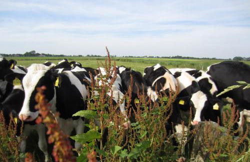 Hof Becker - Weidenblick - Photo 13