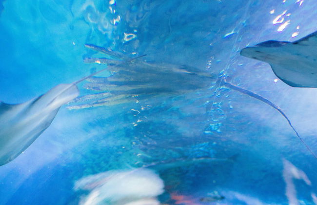 Entrada al Aquarium of the Bay - Foto 1