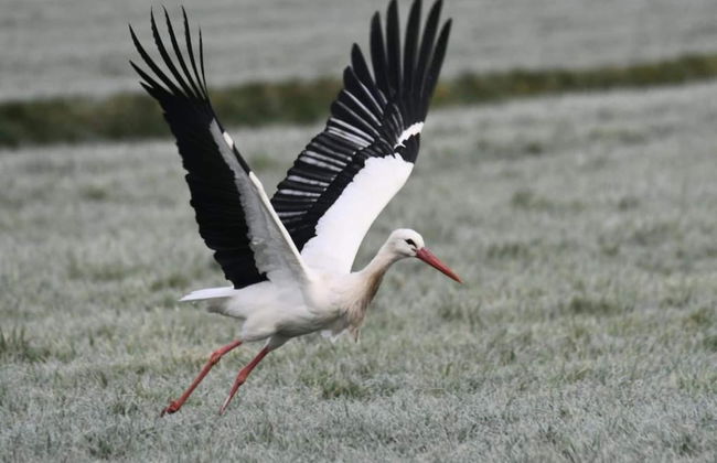 Tranquil Retreat in Appelscha - Foto 27