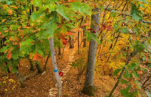 Crabapple-Secluded cabin with pond creek access, hot tube, fire pit in Blue Ridge - Photo 40