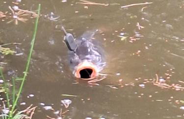 Biały domek nad stawem - Foto 6