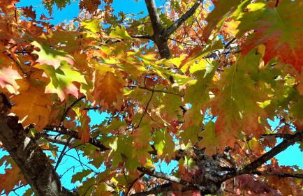 Quinta do Outono - Foto 13