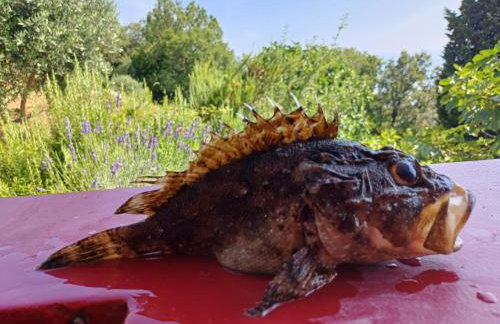 Romantisches Steinhaus Flora in Filipasi - Foto 37