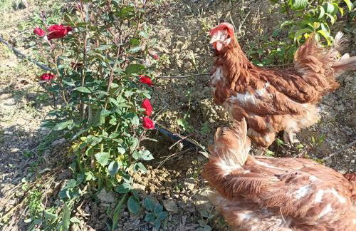 Dimora dei Cardinali - Foto 77